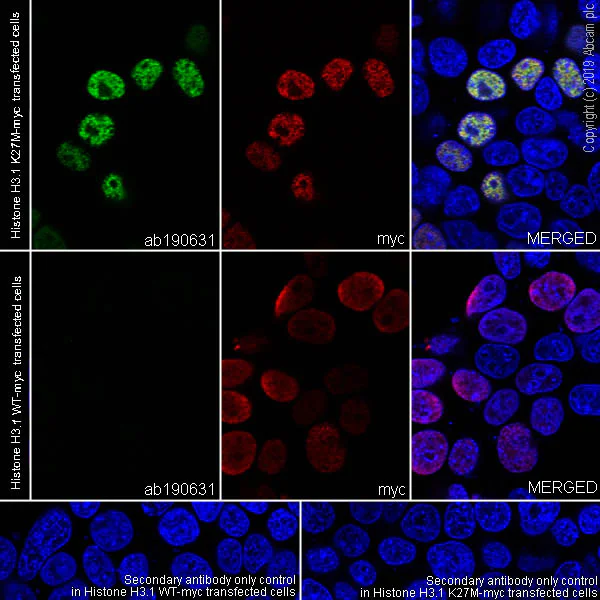 Immunocytochemistry/ Immunofluorescence - Anti-Histone H3 (mutated K27M) antibody [EPR18340] - ChIP Grade (AB190631)