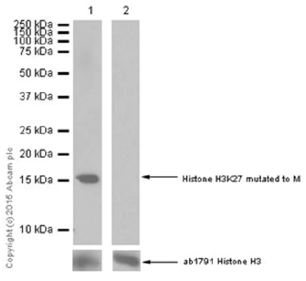 Western blot - Anti-Histone H3 (mutated K27M) antibody [EPR18340] - ChIP Grade (AB190631)