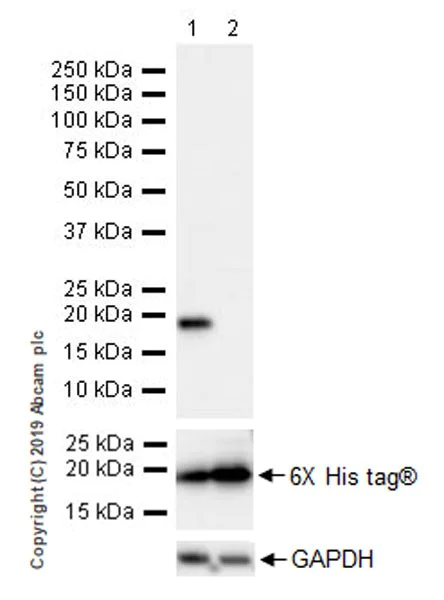 Western blot - Anti-Histone H3 (mutated K27M) antibody [EPR18340] - ChIP Grade (AB190631)