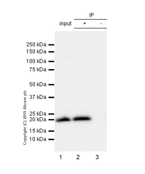 Immunoprecipitation - Anti-Histone H3 (mutated K27M) antibody [EPR18340] - ChIP Grade - BSA and Azide free (AB240310)