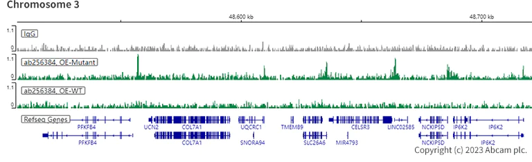 ChIC/CUT&RUN sequencing - Anti-Histone H3 (mutated K36M) antibody [EPR23614-91] (AB256384)