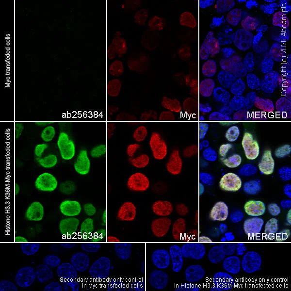 Immunocytochemistry/ Immunofluorescence - Anti-Histone H3 (mutated K36M) antibody [EPR23614-91] - BSA and Azide free (AB270796)