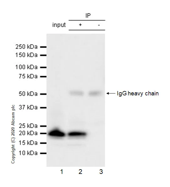 Immunoprecipitation - Anti-Histone H3 (mutated K36M) antibody [EPR23614-91] - BSA and Azide free (AB270796)