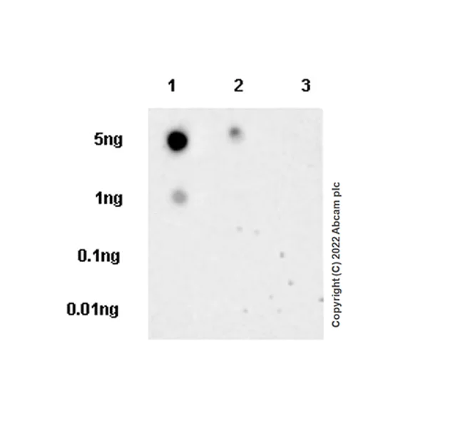Dot Blot - Anti-Histone H3 (mutated K9M) antibody [EPR26429-113] (AB289969)