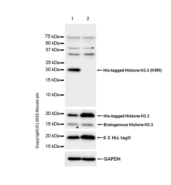 Western blot - Anti-Histone H3 (mutated K9M) antibody [EPR26429-113] (AB289969)