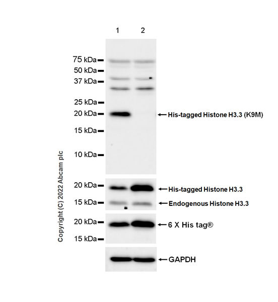 Western blot - Anti-Histone H3 (mutated K9M) antibody [EPR26429-113] - BSA and Azide free (AB289994), expandable thumbnail