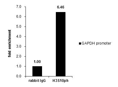ChIP - Anti-Histone H3 (phospho S10) antibody (AB183626), expandable thumbnail