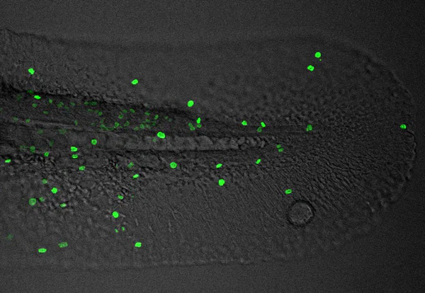 IHC - Wholemount - Anti-Histone H3 (phospho S10) antibody (AB183626)