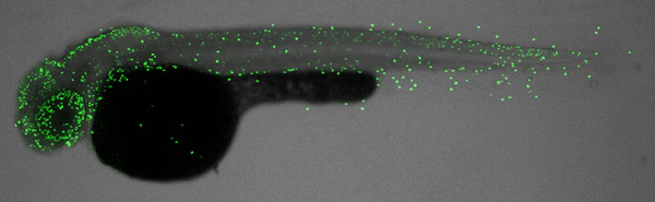 IHC - Wholemount - Anti-Histone H3 (phospho S10) antibody (ab183626), expandable thumbnail