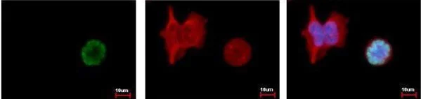 Immunocytochemistry/ Immunofluorescence - Anti-Histone H3 (phospho S10) antibody (AB183626)