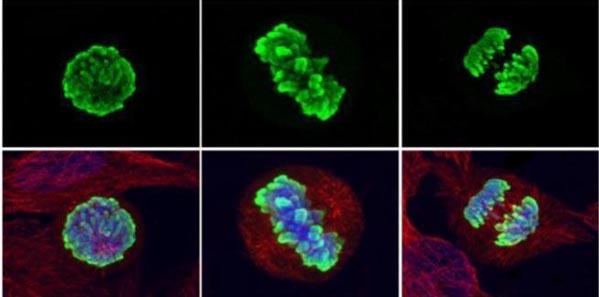 Immunocytochemistry/ Immunofluorescence - Anti-Histone H3 (phospho S10) antibody (AB183626), expandable thumbnail