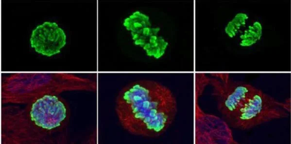 Immunocytochemistry/ Immunofluorescence - Anti-Histone H3 (phospho S10) antibody (AB183626)
