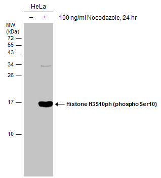 Immunoprecipitation - Anti-Histone H3 (phospho S10) antibody (AB183626), expandable thumbnail
