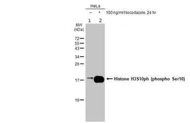 Western blot - Anti-Histone H3 (phospho S10) antibody (AB183626)