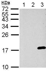 Western blot - Anti-Histone H3 (phospho S10) antibody (AB183626)