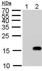 Western blot - Anti-Histone H3 (phospho S10) antibody (ab183626), expandable thumbnail