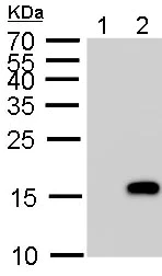 Western blot - Anti-Histone H3 (phospho S10) antibody (AB183626)