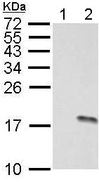 Western blot - Anti-Histone H3 (phospho S10) antibody (AB183626)