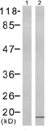 Western blot - Anti-Histone H3 (phospho S10) antibody (AB47297)