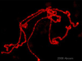 Immunocytochemistry - Anti-Histone H3 (phospho S10) antibody (AB5176), expandable thumbnail