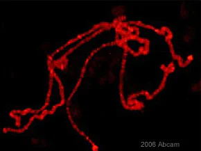 Immunocytochemistry - Anti-Histone H3 (phospho S10) antibody (AB5176)