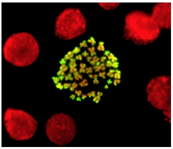 Immunocytochemistry - Anti-Histone H3 (phospho S10) antibody (AB5176), expandable thumbnail