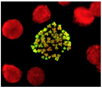 Immunocytochemistry - Anti-Histone H3 (phospho S10) antibody (AB5176)