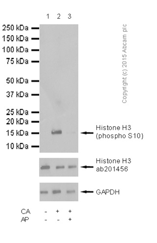 Western blot - Anti-Histone H3 (phospho S10) antibody (AB5176), expandable thumbnail