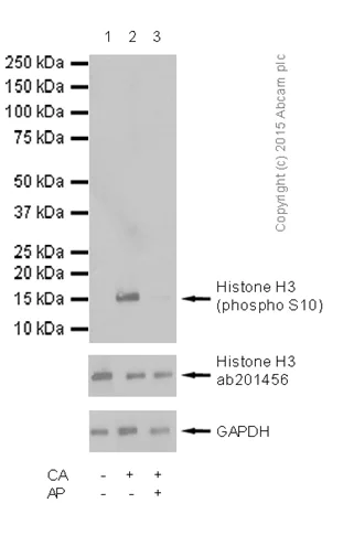 Western blot - Anti-Histone H3 (phospho S10) antibody (AB5176)