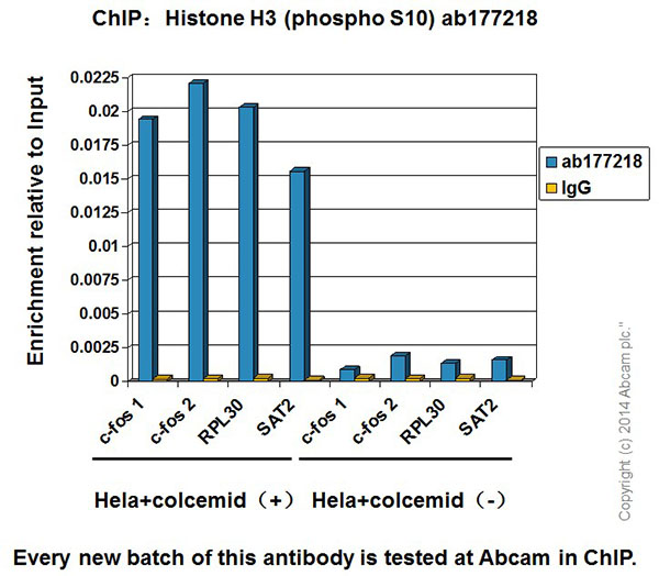 ChIP - Anti-Histone H3 (phospho S10) antibody [EPR17246] - BSA and Azide free (AB239405), expandable thumbnail