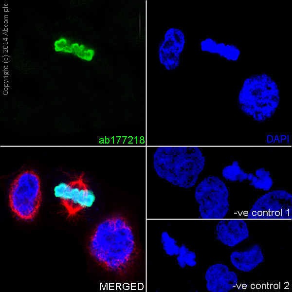 Immunocytochemistry/ Immunofluorescence - Anti-Histone H3 (phospho S10) antibody [EPR17246] - BSA and Azide free (ab239405), expandable thumbnail