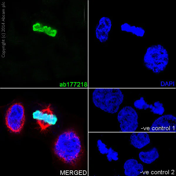 Immunocytochemistry/ Immunofluorescence - Anti-Histone H3 (phospho S10) antibody [EPR17246] - ChIP Grade (AB177218)