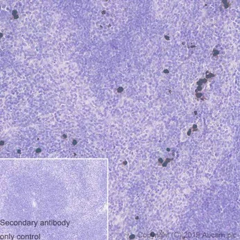 Immunohistochemistry (Formalin/PFA-fixed paraffin-embedded sections) - Anti-Histone H3 (phospho S10) antibody [EPR17246] - ChIP Grade (AB177218)