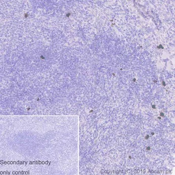 Immunohistochemistry (Formalin/PFA-fixed paraffin-embedded sections) - Anti-Histone H3 (phospho S10) antibody [EPR17246] - ChIP Grade (AB177218)