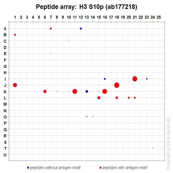 Peptide Array - Anti-Histone H3 (phospho S10) antibody [EPR17246] - ChIP Grade (AB177218)