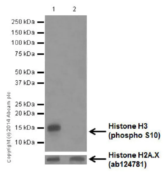 Western blot - Anti-Histone H3 (phospho S10) antibody [EPR17246] - ChIP Grade (AB177218)