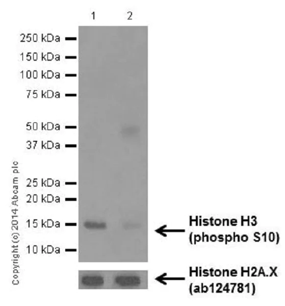 Western blot - Anti-Histone H3 (phospho S10) antibody [EPR17246] - ChIP Grade (AB177218)