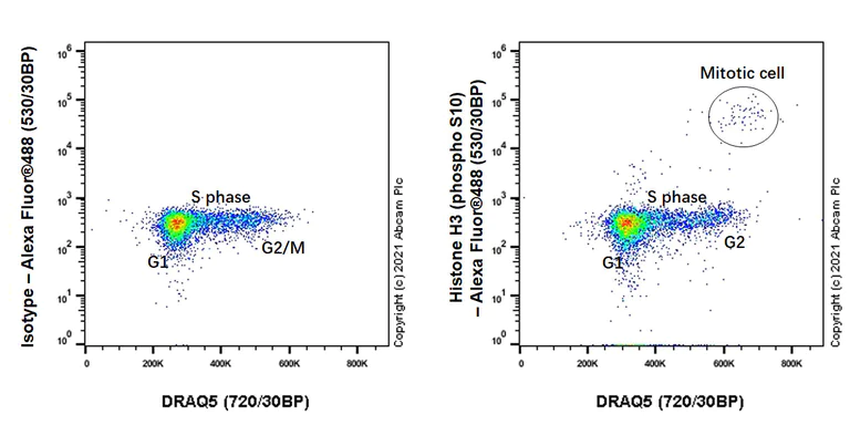 Flow Cytometry - Anti-Histone H3 (phospho S10) antibody [EPR24060-36] (AB267372)