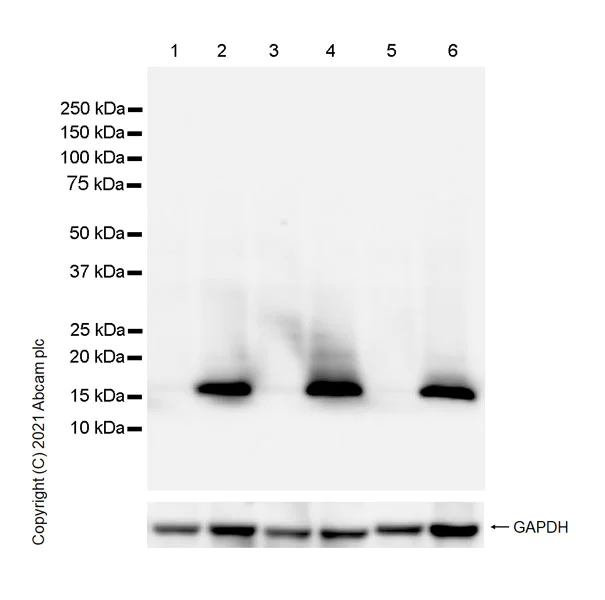 Western blot - Anti-Histone H3 (phospho S10) antibody [EPR24060-36] (AB267372)