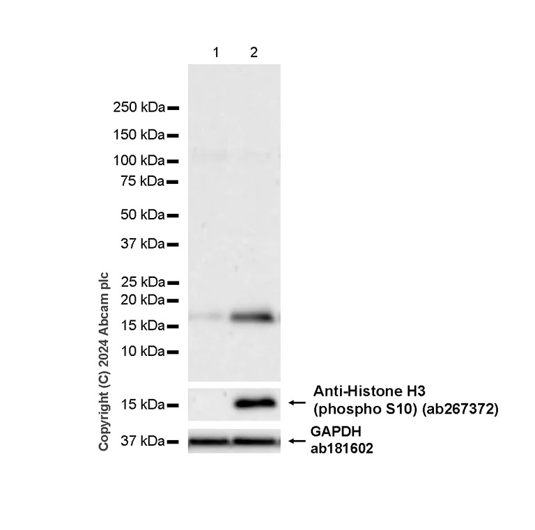 Western blot - Anti-Histone H3 (phospho S10) antibody [EPR24060-36] (AB267372)