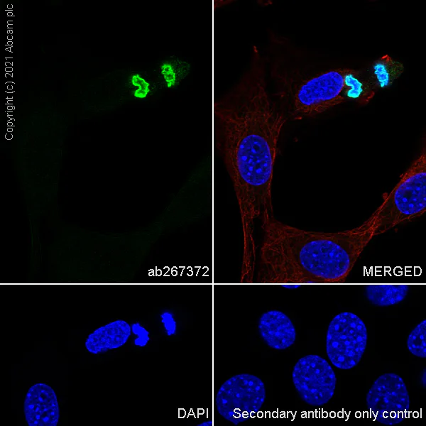 Immunocytochemistry/ Immunofluorescence - Anti-Histone H3 (phospho S10) antibody [EPR24060-36] - BSA and Azide free (AB282284)