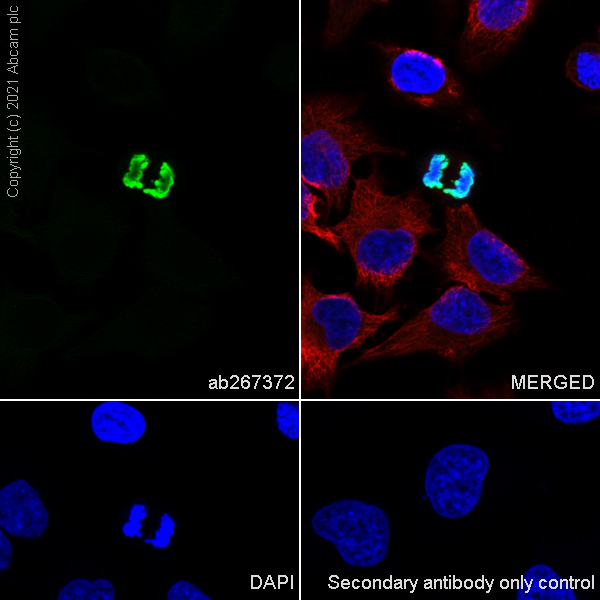 Immunocytochemistry/ Immunofluorescence - Anti-Histone H3 (phospho S10) antibody [EPR24060-36] - BSA and Azide free (AB282284), expandable thumbnail