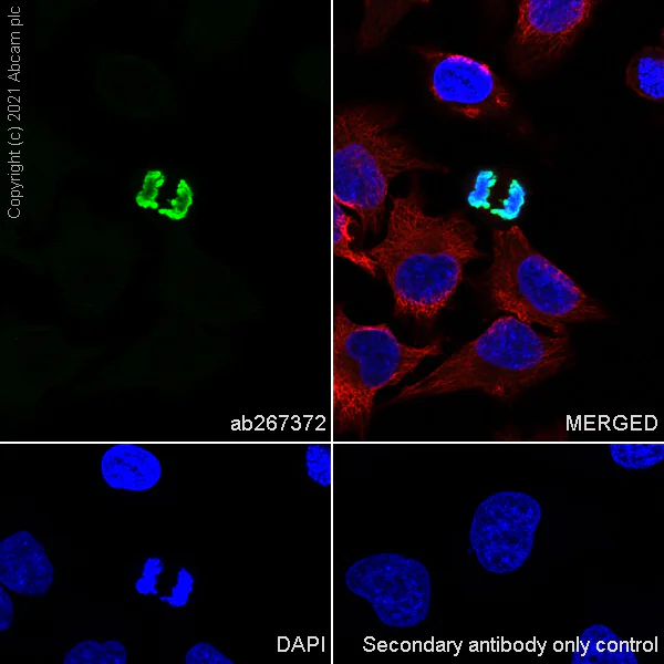Immunocytochemistry/ Immunofluorescence - Anti-Histone H3 (phospho S10) antibody [EPR24060-36] - BSA and Azide free (AB282284)
