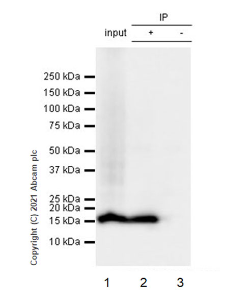 Immunoprecipitation - Anti-Histone H3 (phospho S10) antibody [EPR24060-36] - BSA and Azide free (AB282284), expandable thumbnail