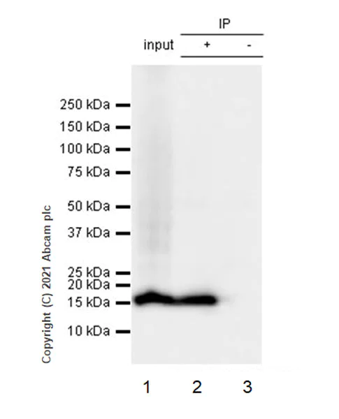 Immunoprecipitation - Anti-Histone H3 (phospho S10) antibody [EPR24060-36] - BSA and Azide free (AB282284)