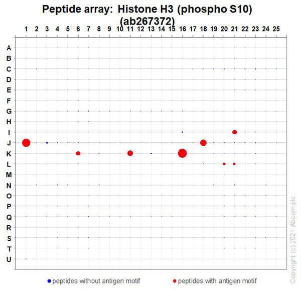 Peptide Array - Anti-Histone H3 (phospho S10) antibody [EPR24060-36] - BSA and Azide free (ab282284), expandable thumbnail