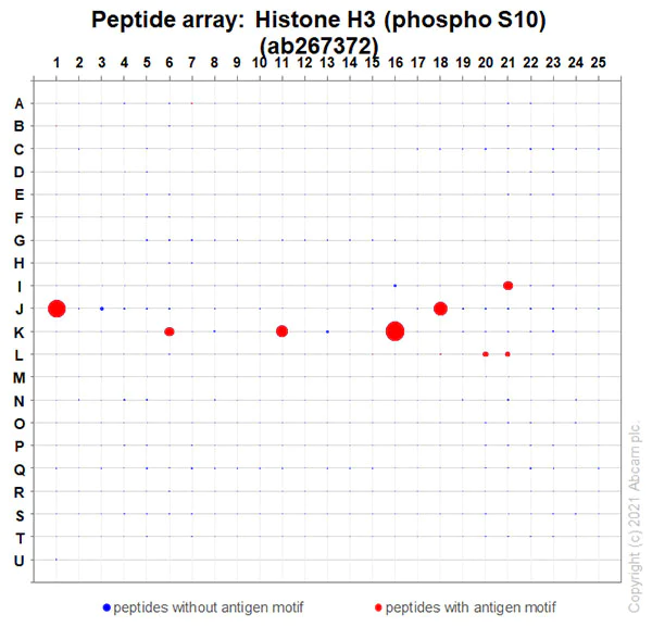 Peptide Array - Anti-Histone H3 (phospho S10) antibody [EPR24060-36] - BSA and Azide free (AB282284)
