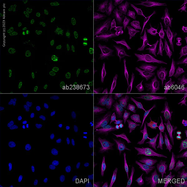 Immunocytochemistry/ Immunofluorescence - Anti-Histone H3 (phospho S10) antibody [mAbcam 14955] - BSA and Azide free (AB238673)