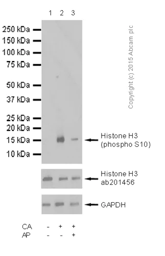 Western blot - Anti-Histone H3 (phospho S10) antibody [mAbcam 14955] - BSA and Azide free (AB238673)