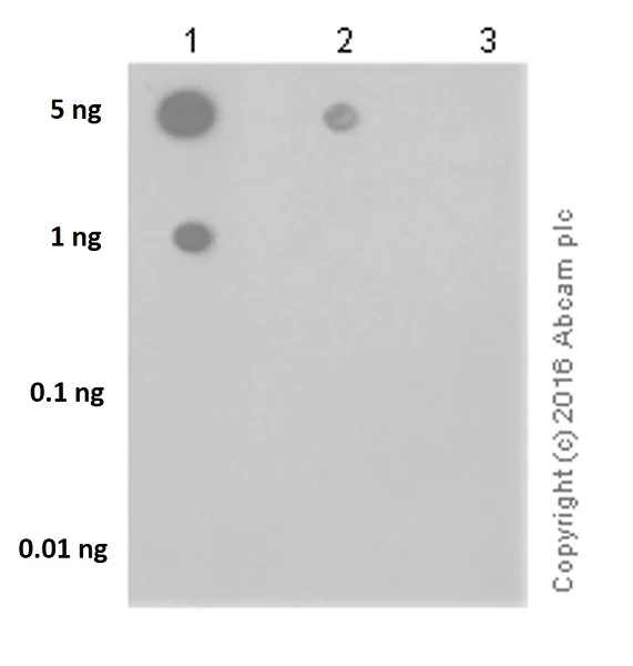 Dot Blot - Anti-Histone H3 (phospho S10 + T11) antibody [E173] (AB32107)